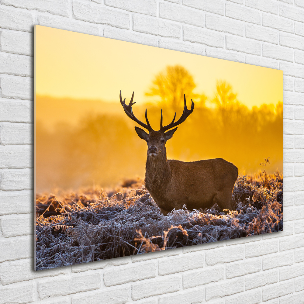 Tableau photo sur verre Cerf au lever du soleil