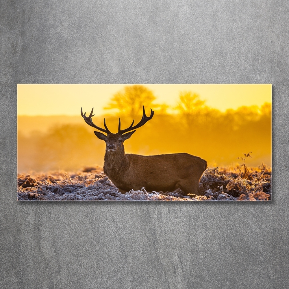 Tableau photo sur verre Cerf au lever du soleil