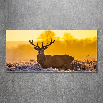 Tableau photo sur verre Cerf au lever du soleil