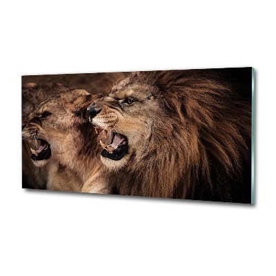 Tableau photo sur verre Lions rugissants