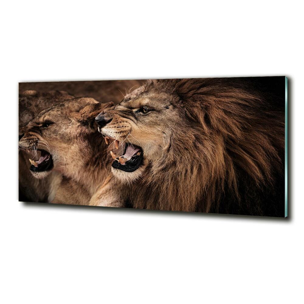 Tableau photo sur verre Lions rugissants