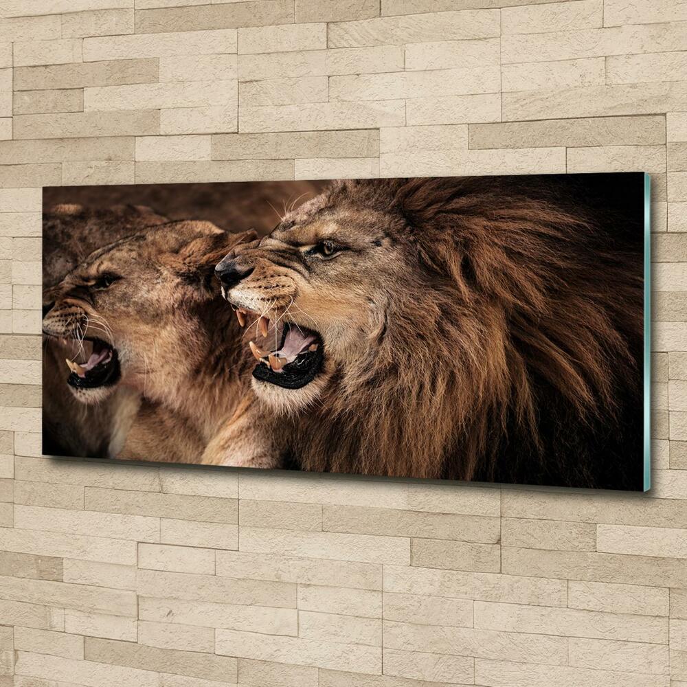 Tableau photo sur verre Lions rugissants