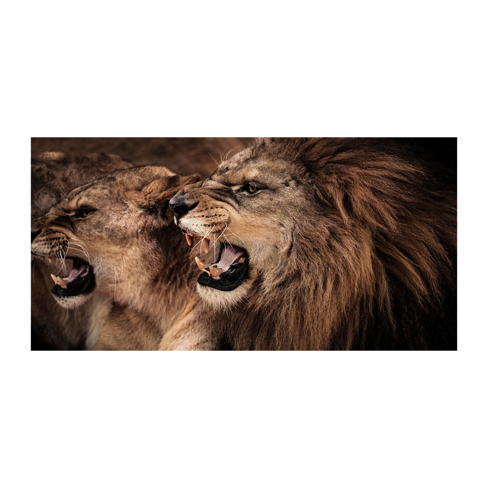 Tableau photo sur verre Lions rugissants