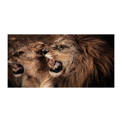 Tableau photo sur verre Lions rugissants