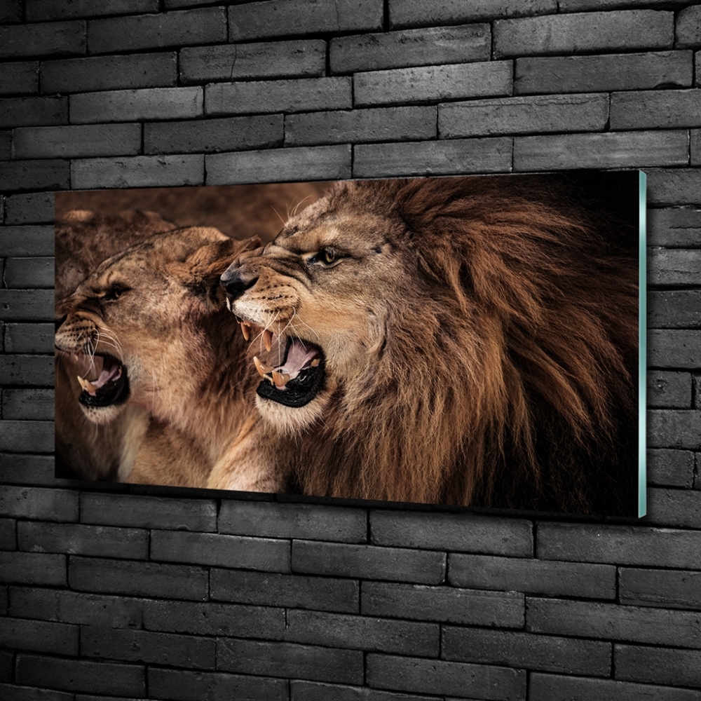 Tableau photo sur verre Lions rugissants