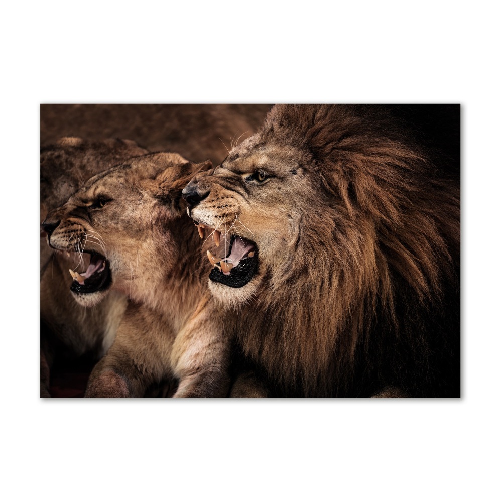 Tableau photo sur verre Lions rugissants