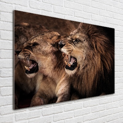 Tableau photo sur verre Lions rugissants