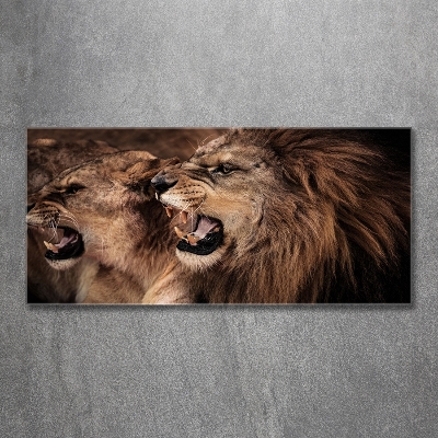 Tableau photo sur verre Lions rugissants