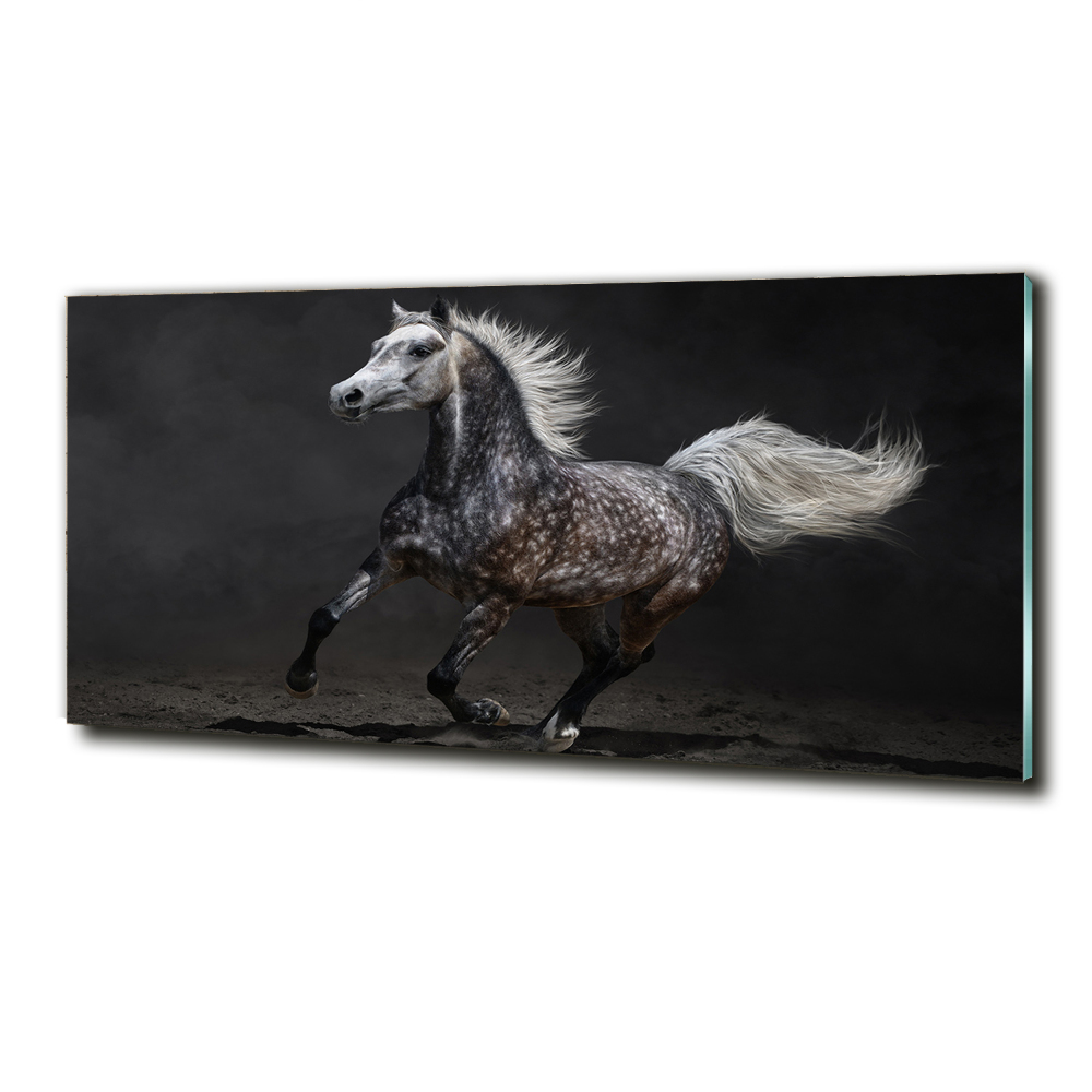 Tableau sur verre Cheval arabe gris