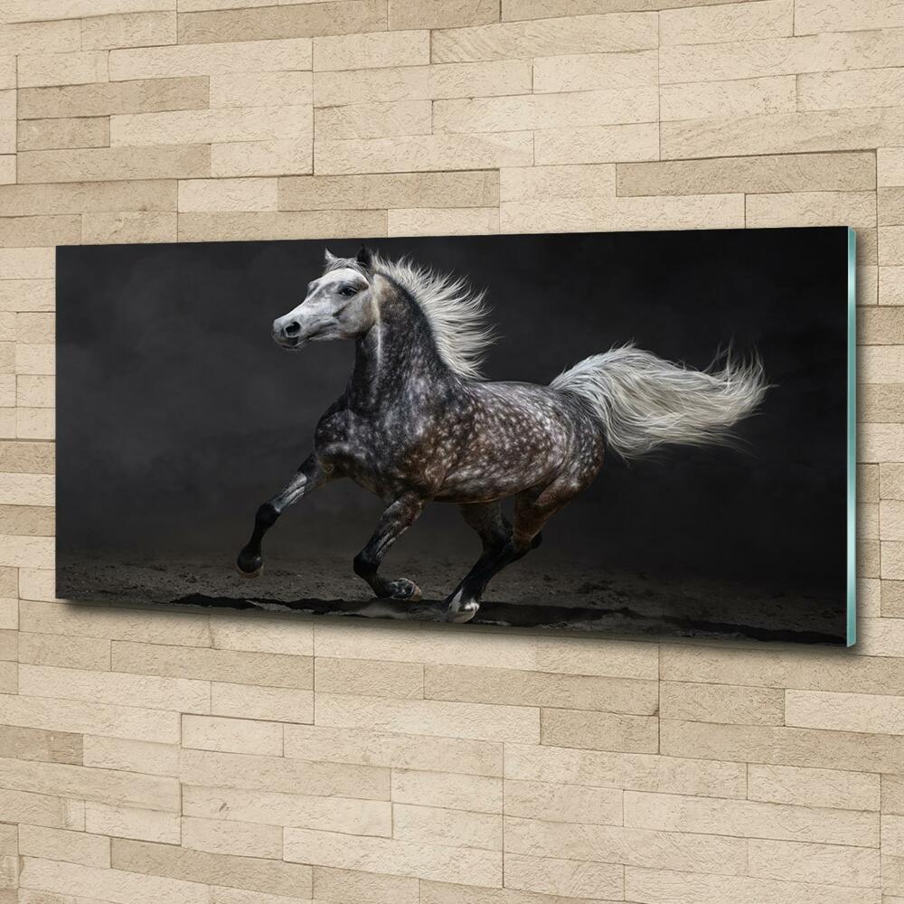 Tableau sur verre Cheval arabe gris