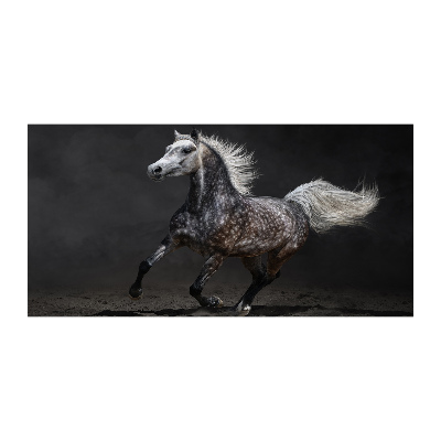 Tableau sur verre Cheval arabe gris