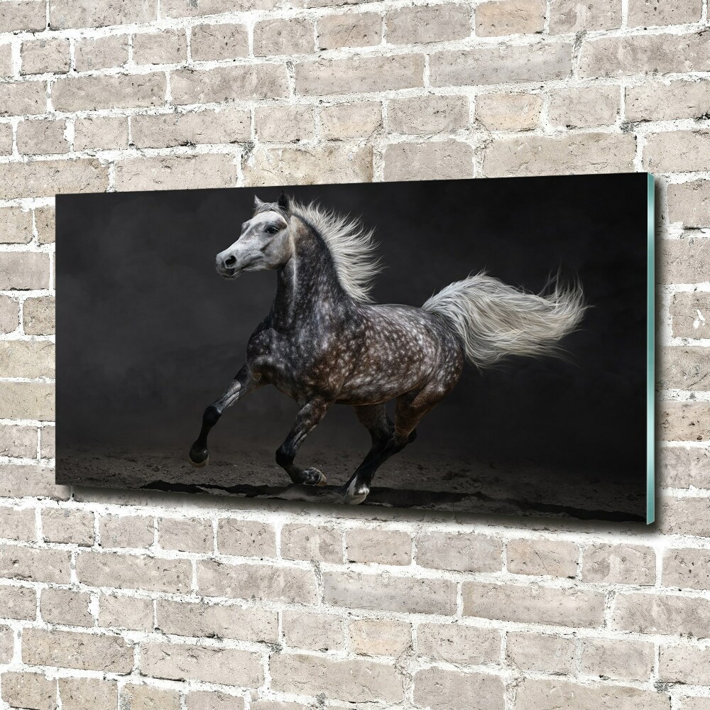 Tableau sur verre Cheval arabe gris