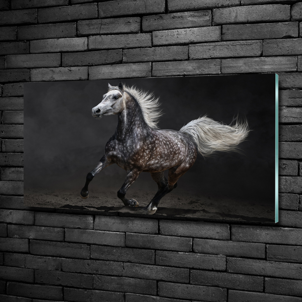 Tableau sur verre Cheval arabe gris