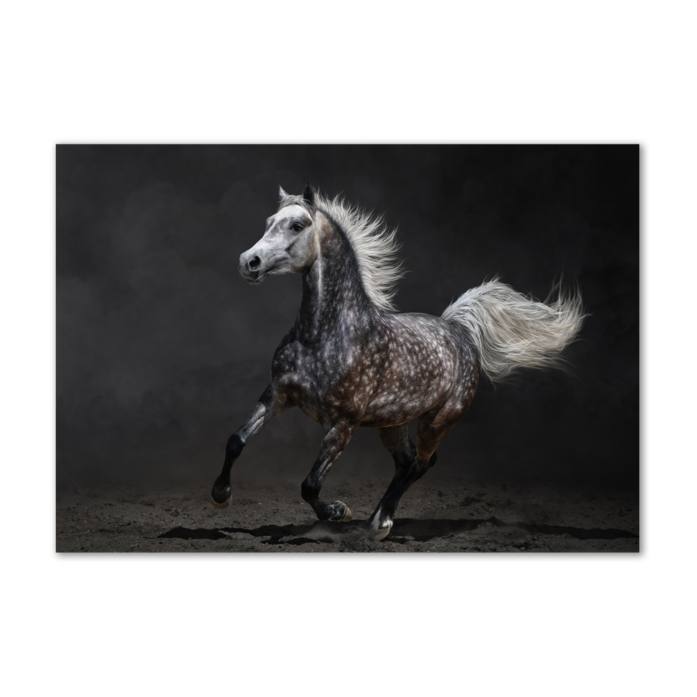 Tableau sur verre Cheval arabe gris