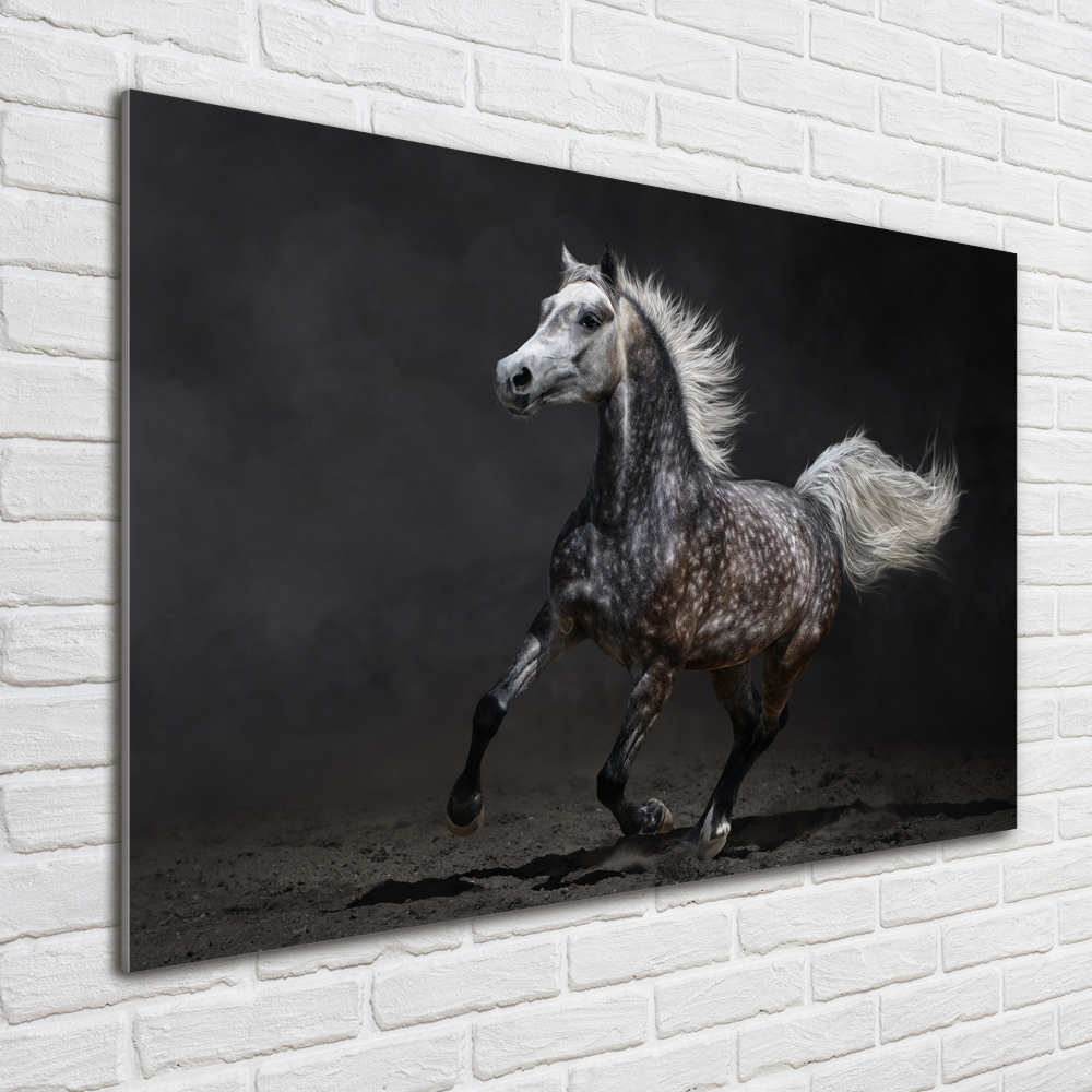 Tableau sur verre Cheval arabe gris