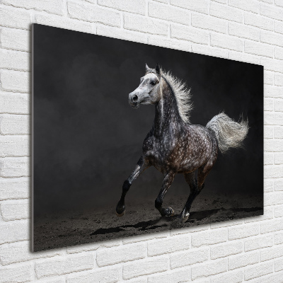 Tableau sur verre Cheval arabe gris