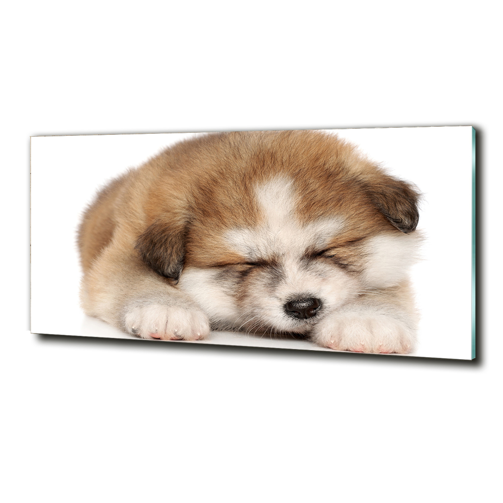 Tableau en verre Chiot Akita