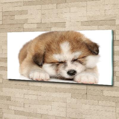 Tableau en verre Chiot Akita