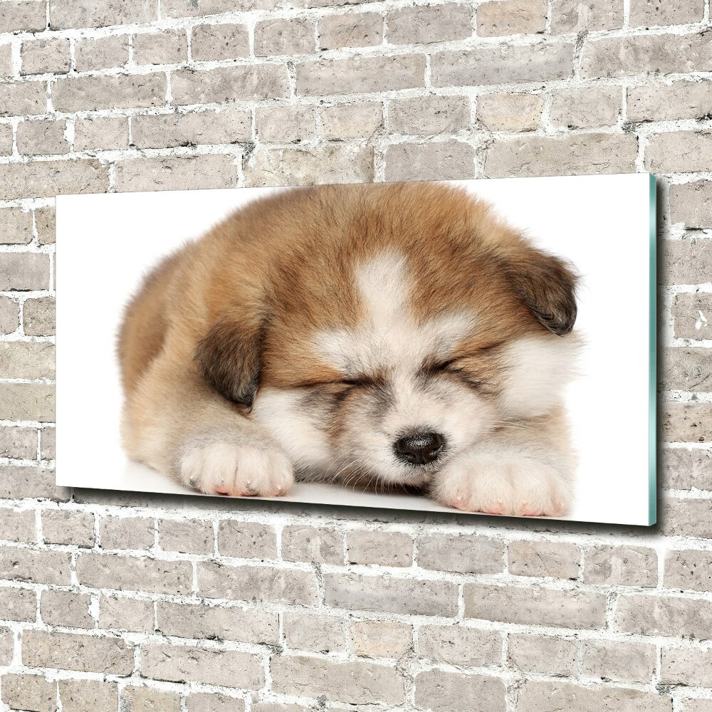 Tableau en verre Chiot Akita