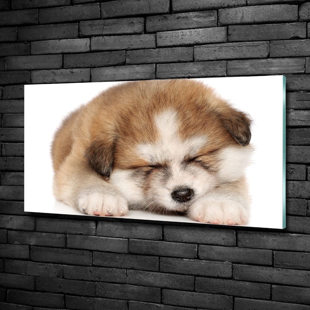 Tableau en verre Chiot Akita