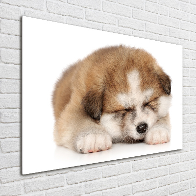 Tableau en verre Chiot Akita