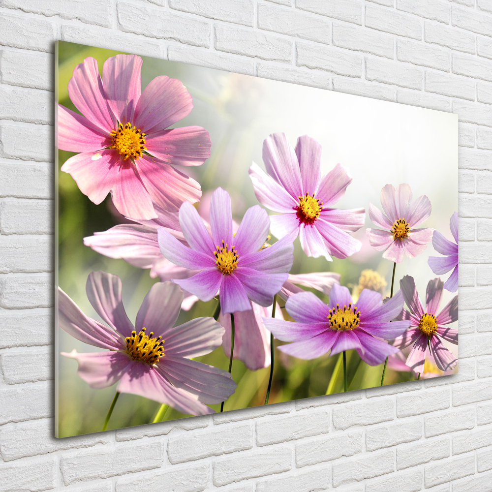 Tableau photo sur verre Fleurs dans un pré