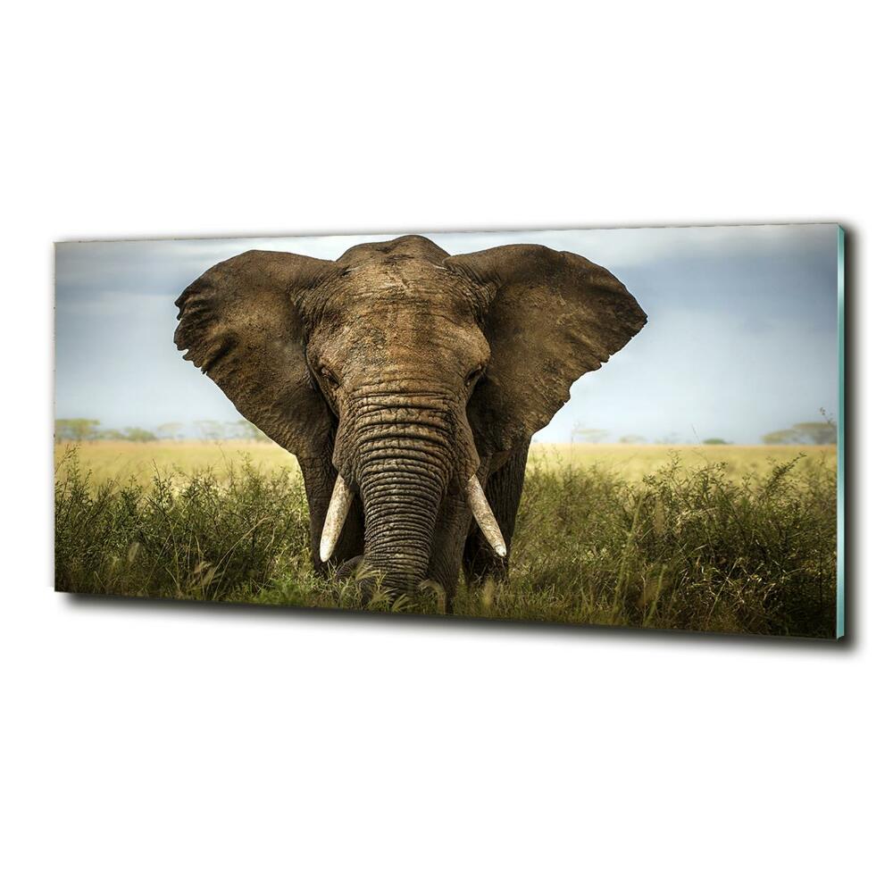 Tableau imprimé sur verre Eléphant dans la savane