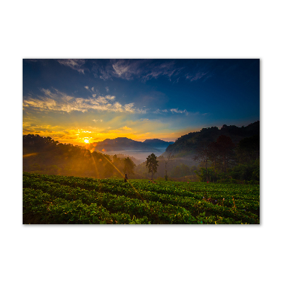 Tableau photo sur verre Plantation de thé