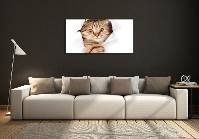 Tableau imprimé sur verre Chat