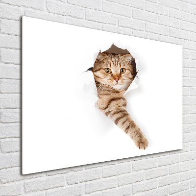 Tableau imprimé sur verre Chat