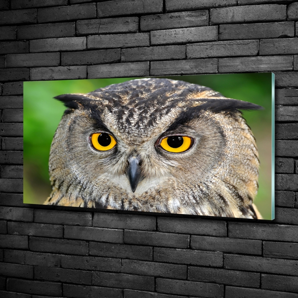 Tableau verre imprimé Hibou