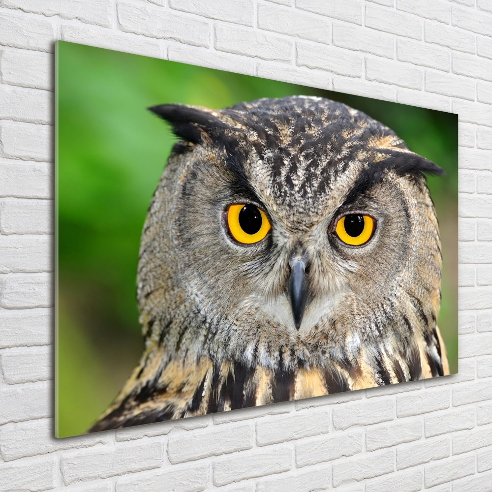 Tableau verre imprimé Hibou