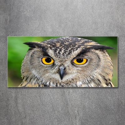 Tableau verre imprimé Hibou