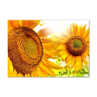 Tableau imprimé sur verre Tournesol