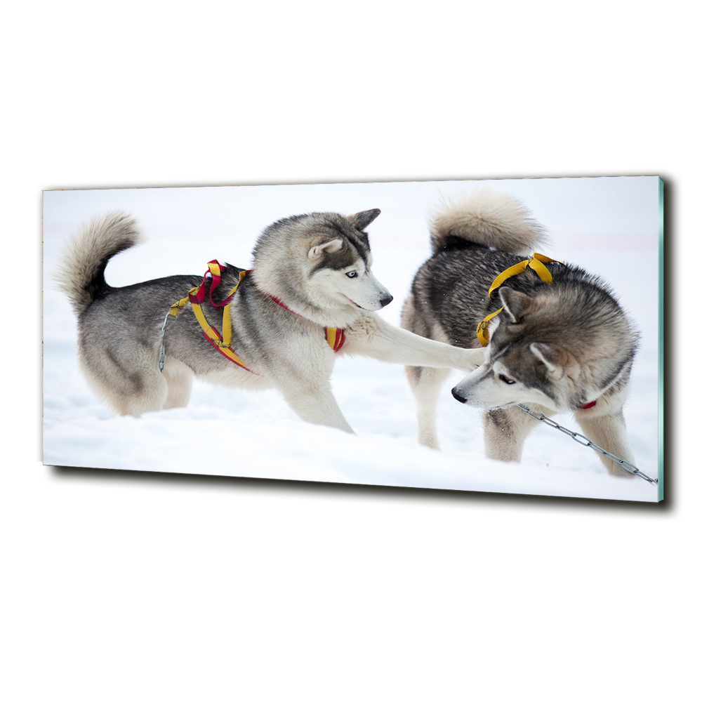 Tableau en verre Husky en hiver