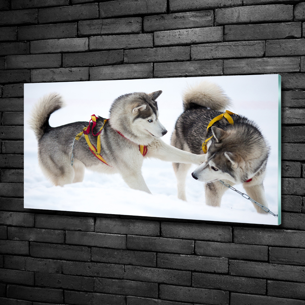 Tableau en verre Husky en hiver