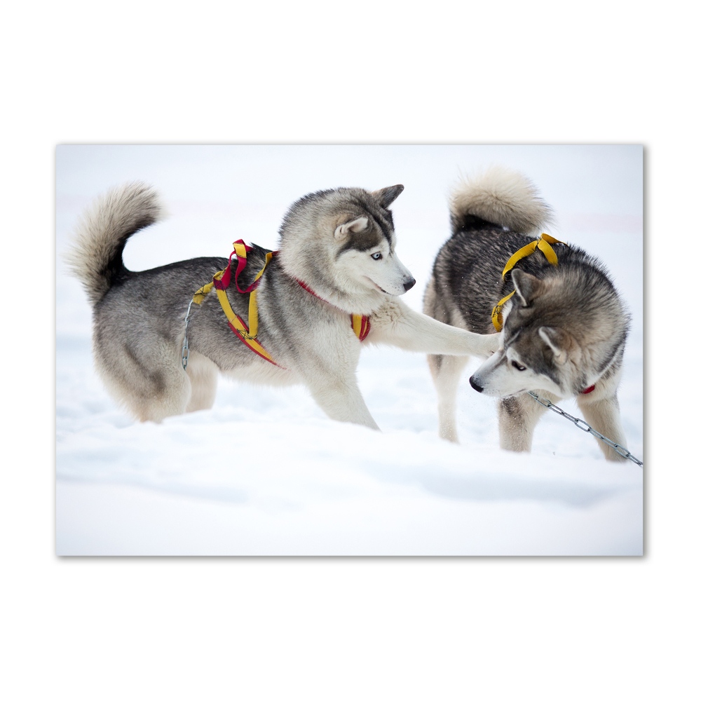 Tableau en verre Husky en hiver