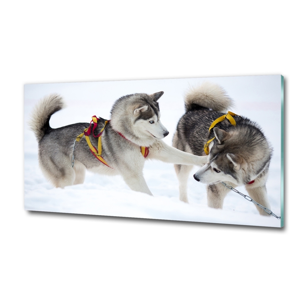 Tableau en verre Husky en hiver