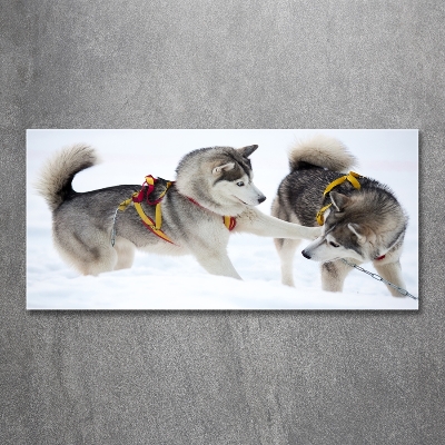 Tableau en verre Husky en hiver