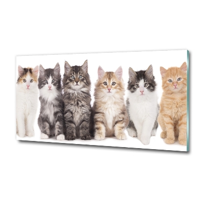 Tableau sur verre Six chats