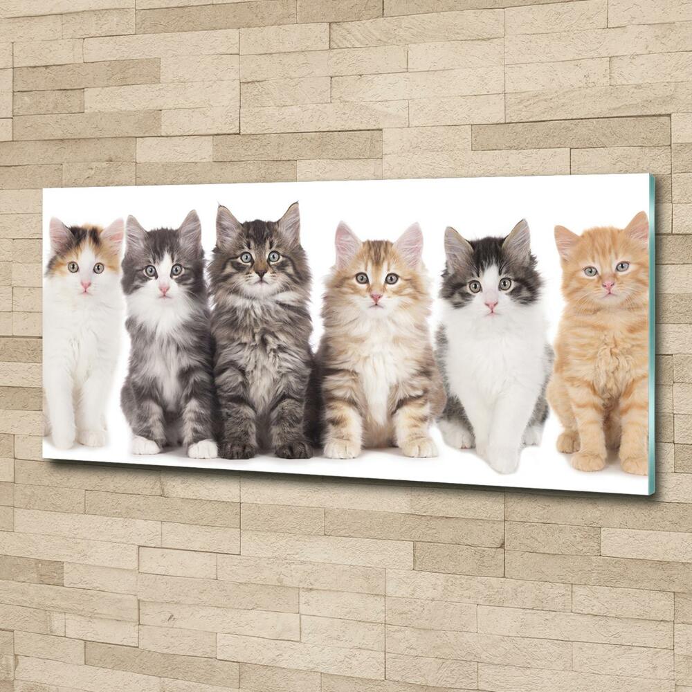 Tableau sur verre Six chats