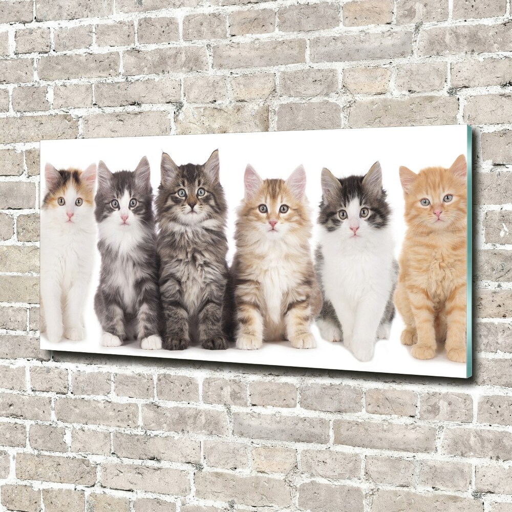 Tableau sur verre Six chats