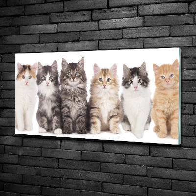 Tableau sur verre Six chats