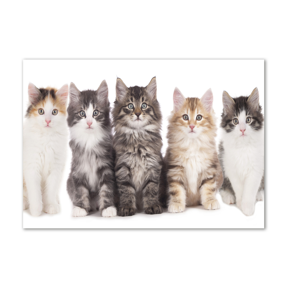 Tableau sur verre Six chats