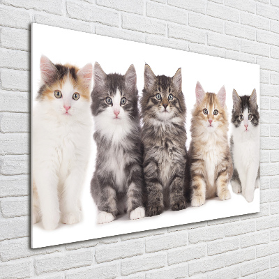 Tableau sur verre Six chats