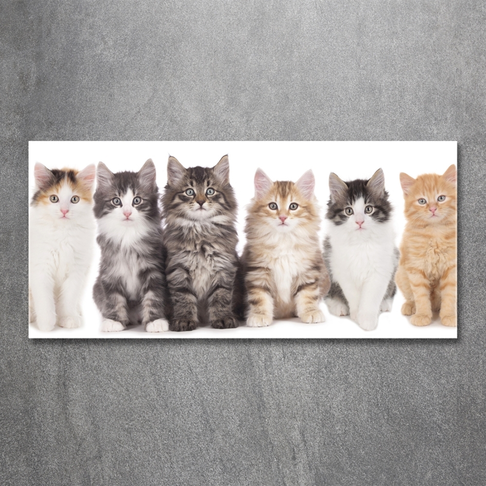 Tableau sur verre Six chats