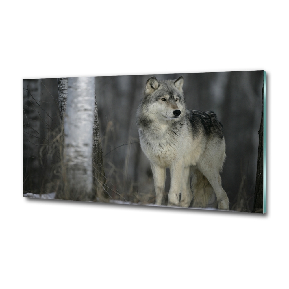 Tableau imprimé sur verre Loup gris