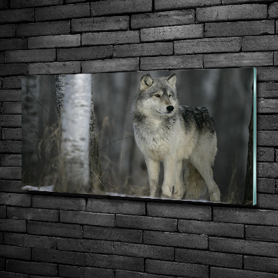 Tableau imprimé sur verre Loup gris