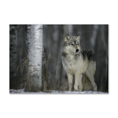 Tableau imprimé sur verre Loup gris