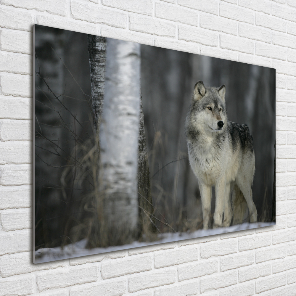 Tableau imprimé sur verre Loup gris